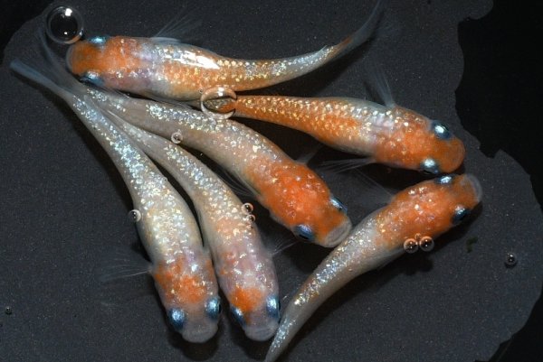 画像1: 桜小町メダカの稚魚・10匹 (1)
