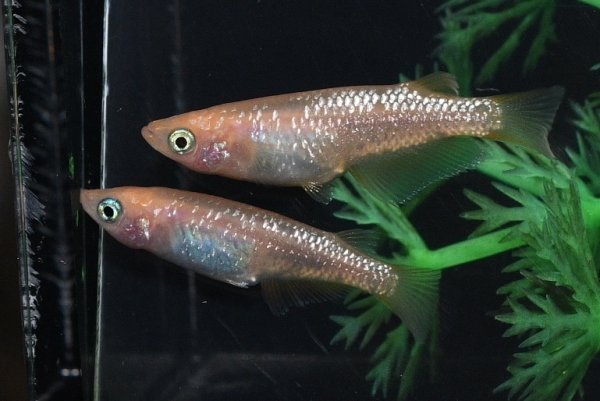 画像2: ピンクラメメダカの稚魚・10匹 (2)