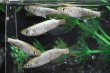 画像3: オリジナル・シャンパンゴールドラメ2025メダカの稚魚・10匹　　　 (3)