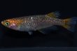 画像1: オリジナル・来光カガミ鱗メダカの稚魚・10匹　　　 (1)