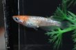 画像4: 桜小町メダカの稚魚・10匹 (4)