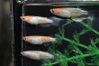 画像2: 桜小町メダカの稚魚・10匹 (2)