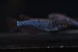画像1: ブラックダイヤブルーラメメダカの稚魚・10匹 (1)