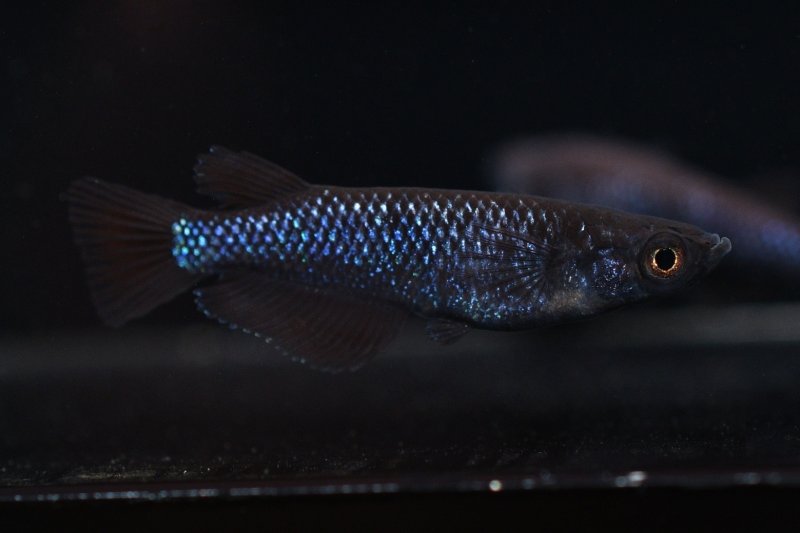 画像1: ブラックダイヤブルーラメメダカの稚魚・10匹 (1)