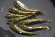 画像2: 金平糖ゴールドメダカの稚魚・10匹 (2)