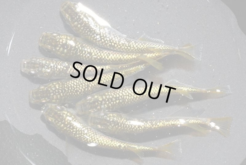 画像2: 金平糖ゴールドメダカの稚魚・10匹 (2)