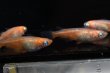 画像4: オリジナル・アビシニアンメダカの稚魚・10匹　　　 (4)