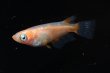 画像2: オリジナル・アビシニアンメダカの稚魚・10匹　　　 (2)