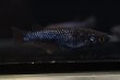 画像4: ブラックダイヤブルーラメメダカの稚魚・10匹 (4)