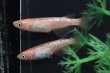 画像1: ピンクラメメダカの稚魚・10匹 (1)