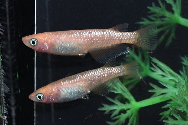 画像1: ピンクラメメダカの稚魚・10匹 (1)