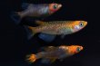 画像2: オリジナル・来光カガミ鱗メダカの稚魚・10匹　　　 (2)