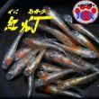 画像1: 紅灯メダカの稚魚・10匹 (1)