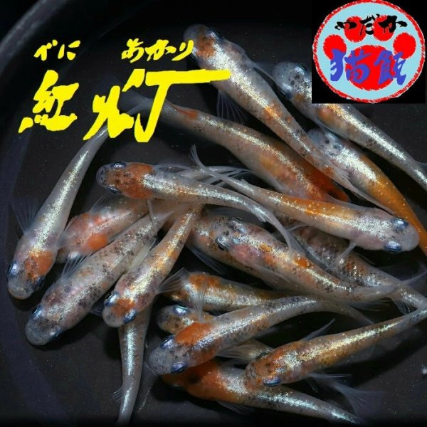 画像1: 紅灯メダカの稚魚・10匹 (1)