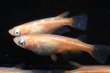 画像5: オリジナル・アビシニアンメダカの稚魚・10匹　　　 (5)