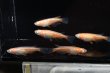 画像3: オリジナル・アビシニアンメダカの稚魚・10匹　　　 (3)