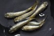 画像1: オリジナル・シャンパンゴールドラメ2025メダカの稚魚・10匹　　　 (1)