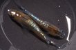 画像1: カガミ鱗レザーメダカの稚魚・10匹　　　 (1)