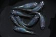 画像2: しずくメダカの稚魚・10匹　　　 (2)