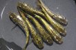 画像1: 金平糖ゴールドメダカの稚魚・10匹 (1)