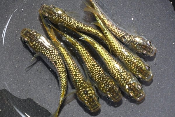 画像1: 金平糖ゴールドメダカの稚魚・10匹 (1)