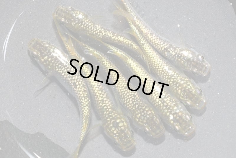 画像1: 金平糖ゴールドメダカの稚魚・10匹 (1)