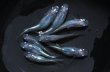 画像1: しずくメダカの稚魚・10匹　　　 (1)