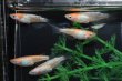 画像3: 桜小町メダカの稚魚・10匹 (3)