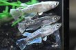 画像1: プレシャスフラワーキッシングメダカの稚魚・10匹　　　 (1)