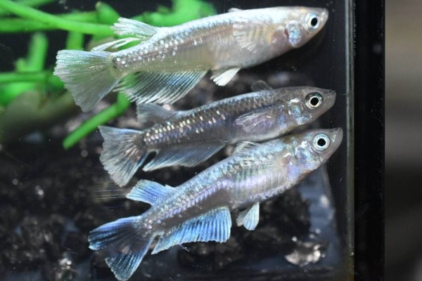 画像1: プレシャスフラワーキッシングメダカの稚魚・10匹　　　 (1)