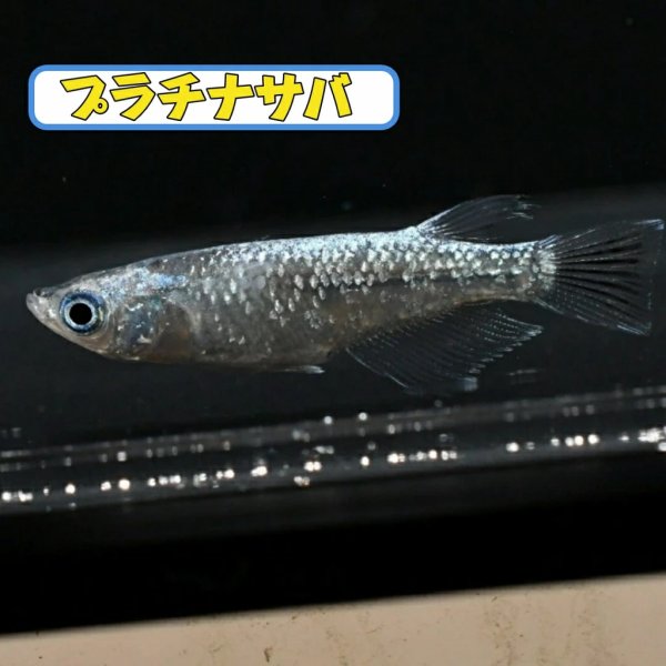 画像1: オリジナル・プラチナサバメダカの稚魚・10匹　　　 (1)