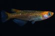 画像3: オリジナル・来光カガミ鱗メダカの稚魚・10匹　　　 (3)