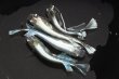 画像3: プレシャスフラワーキッシングメダカの稚魚・10匹　　　 (3)