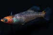 画像4: オリジナル・来光カガミ鱗メダカの稚魚・10匹　　　 (4)
