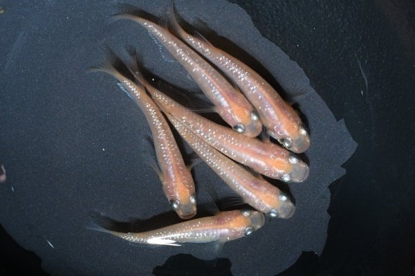 画像3: ピンクラメメダカの稚魚・10匹 (3)