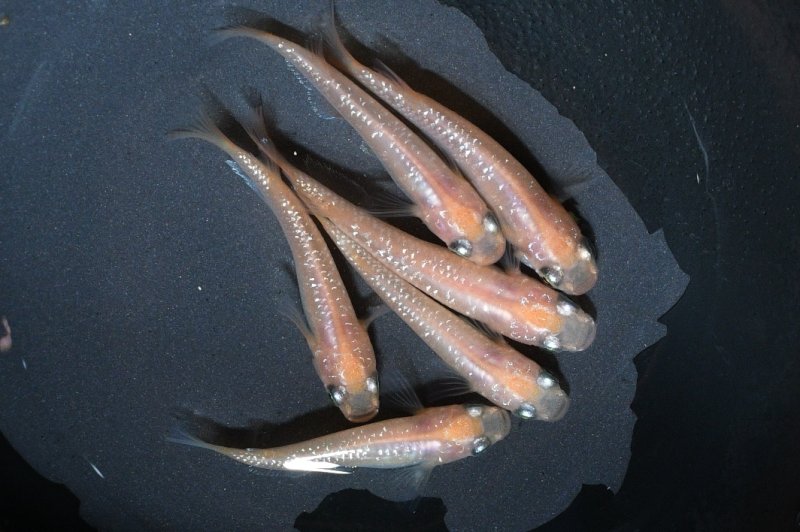 画像3: ピンクラメメダカの稚魚・10匹 (3)