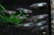 画像3: しずくメダカの稚魚・10匹　　　 (3)
