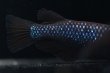 画像3: ブラックダイヤブルーラメメダカの稚魚・10匹 (3)
