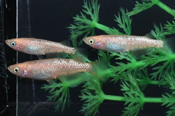 画像4: ピンクラメメダカの稚魚・10匹 (4)