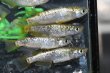 画像3: 金平糖ゴールドメダカの稚魚・10匹 (3)