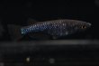 画像2: ブラックダイヤブルーラメメダカの稚魚・10匹 (2)