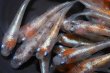画像2: 紅灯メダカの稚魚・10匹 (2)
