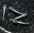 画像3: オリジナル・プラチナサバメダカの稚魚・10匹　　　 (3)
