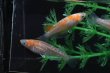 画像3: モヒZメダカの稚魚・10匹　　　 (3)