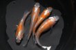 画像1: モヒZメダカの稚魚・10匹　　　 (1)