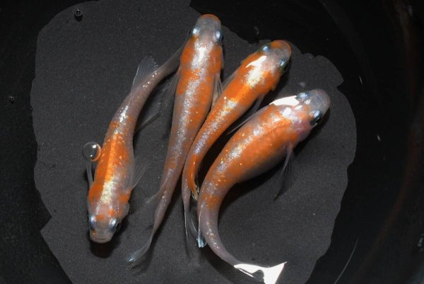 画像1: モヒZメダカの稚魚・10匹　　　 (1)