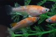 画像2: モヒZメダカの稚魚・10匹　　　 (2)