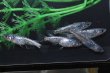 画像3: アズライトメダカの稚魚・10匹　　　 (3)
