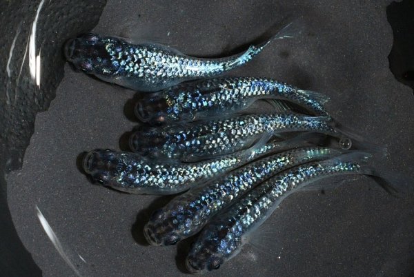 画像1: アズライトメダカの稚魚・10匹　　 (1)