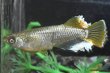 画像1: カーネリアンメダカの稚魚・10匹　　　 (1)
